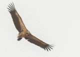 White-backed Vulture     Gambia