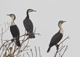 White-breasted Cormorant    Gambia
