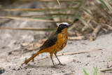 White-crowned Robin-Chat   Gambia