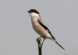 Lesser Grey Shrike    Bulgaria