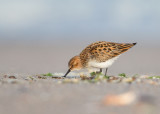 Little Stint    Bulgaria