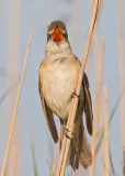 Great Reed Warbler   Bulgaria