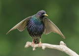 Starling  Bulgaria