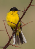 (Black-headed) Yellow Wagtail   Bulgaria