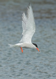 Common Tern Cemlyn Bay Anglesey