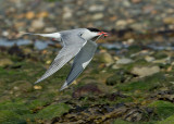 Common Tern Cemlyn Bay Anglesey