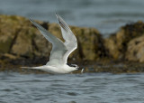 Sandwich Tern  Cemlyn Bay Anglesey