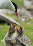 Artic Tern   Scotland