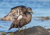 Eider Duck   Isle of May,Scotland