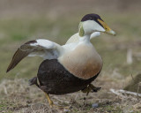 Eider Duck 2595.jpg