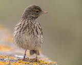 Rock Pipit    Isle of May,Scotland