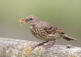 Rock Pipit    Isle of May,Scotland