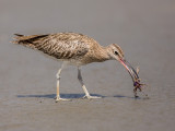 Whimbrel    Gambia