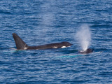 Killer Whale (Orca)   Mirissa, Sri Lanka