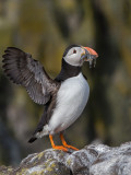 Atlantic Puffin    Scotland