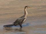 Long-tailed Cormorant     Gambia
