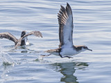 Manx Shearwater  Wales