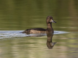Tufted Duck female.jpg