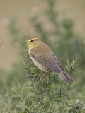 Willow Warbler  Llandudno