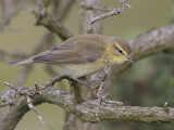 Willow Warbler  Llandudno