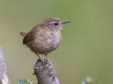 Wren  Wales