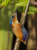 Malachite Kingfisher   Gambia 