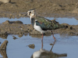 Lapwing     Conwy RSPB