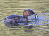 Little Grebe   Wales