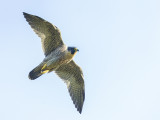 Peregrine Falcon  Llandudno