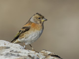 Brambling   Scotland