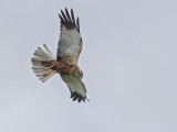 Marsh Harrier     Hortobagy,Hungary