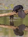 Pygmy Cormorant   Hungary