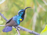 Lotens Sunbird   Sri Lanka