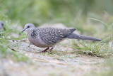 Spotted Dove   Sri Lanka