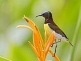 Purple Rumped Sunbird    Sri Lanka 