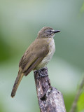 White-browed Bulbul    Sri Lanka