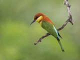 Chestnut-headed Bee-eater     Sri Lanka