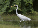 Great Egret     Sri Lanka