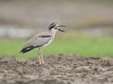 Greater Thick-knee     Sri Lanka