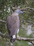 Grey-headed Fish Eagle    Sri Lanka