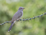 Grey-bellied Cuckoo     Sri Lanka