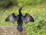 Little Cormorant    Sri Lanka
