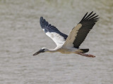 Asian Openbill Stork     Sri Lanka