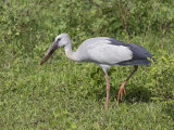 Asian Openbill Stork Sri Lanka