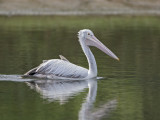 Spot Billed Pelican  Sri Lanka 