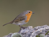 European Robin.   Wales