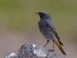 Black Redstart      Wales