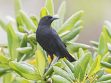 Cuban Blackbird.   Cuba