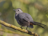 Catbird,Grey 