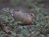 Mourning Dove.    Cuba
